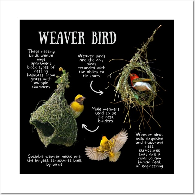 Animal Facts - Weaver bird Wall Art by Animal Facts and Trivias